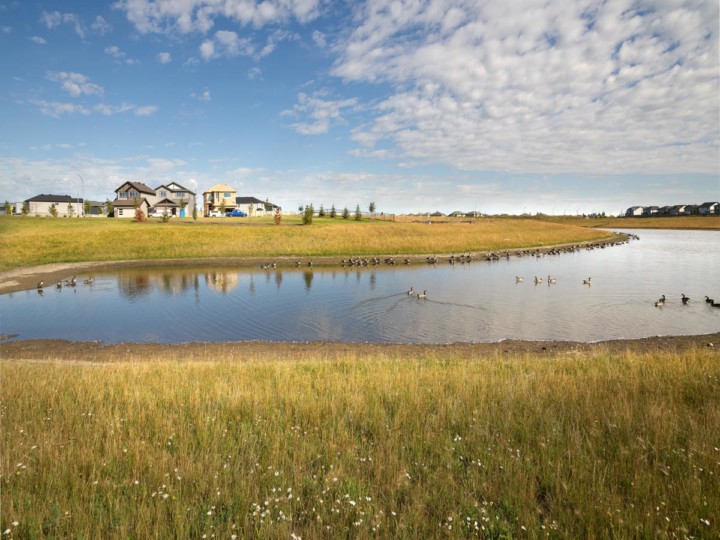 geese sitting in a pond in Copperhaven Spruce Grove